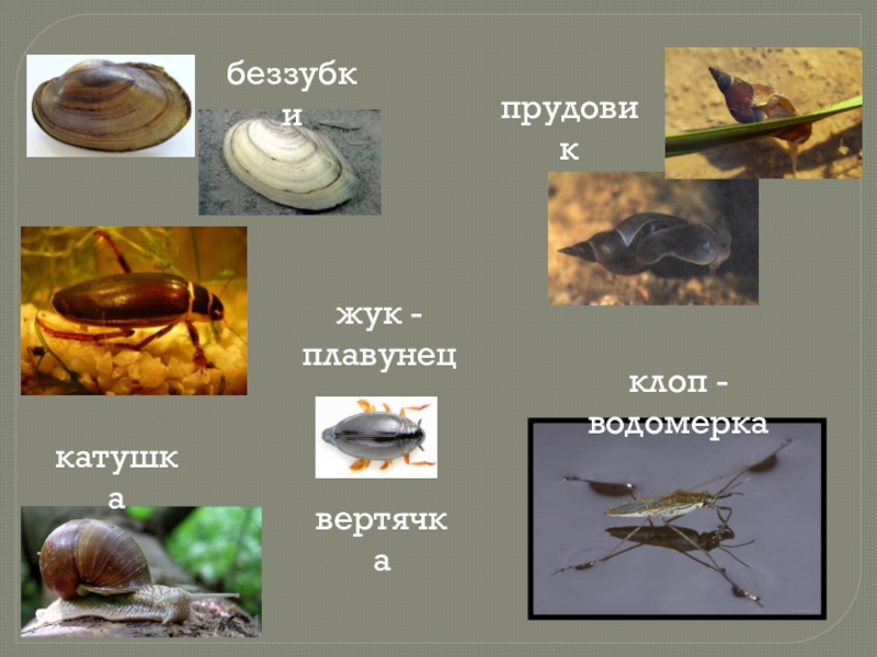 Сделай подписи к рисункам окружающий мир 2 класс рогоз жук плавунец