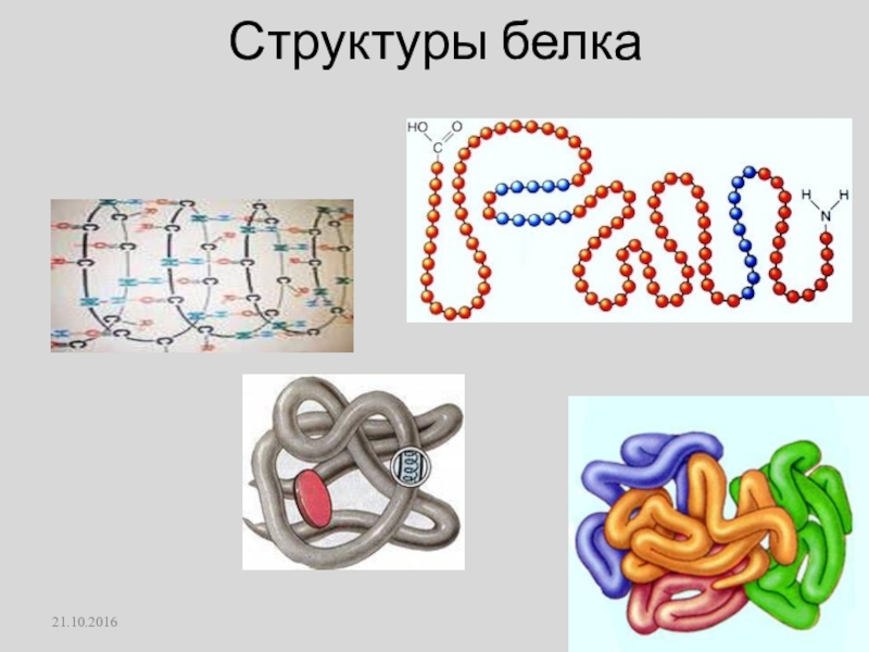 Белки рисунок биология