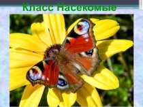 Презентация к уроку : Класс Насекомые.