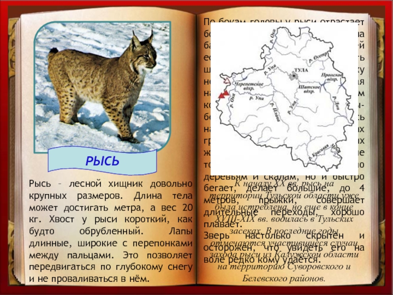 Проект красная книга рысь