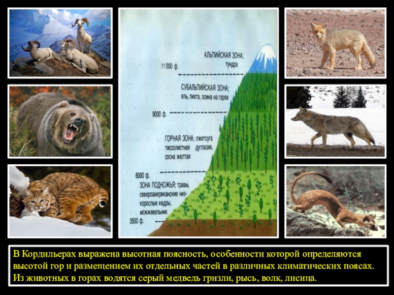 Окружается место где находится зверь