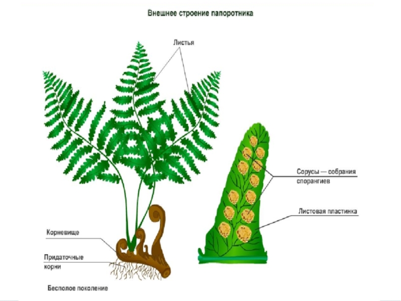 Папоротники строение рисунок