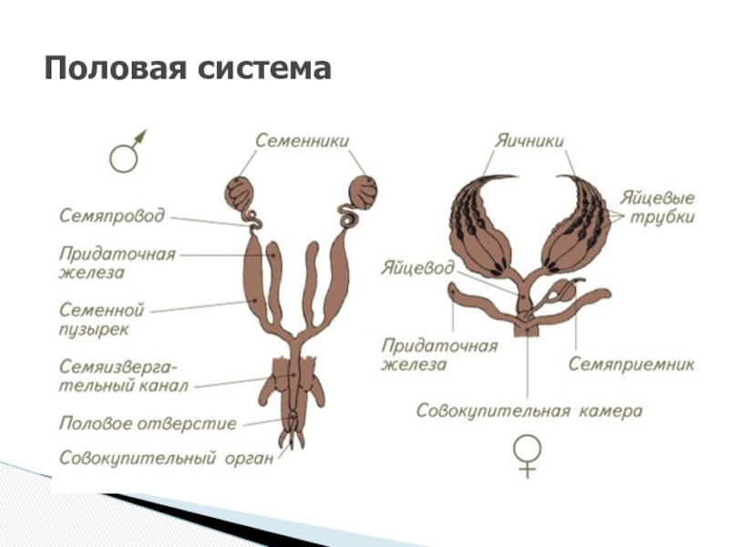 Презентация по биологии половая система