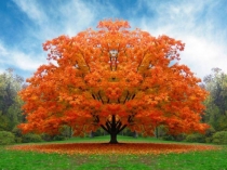 Строение стебля. Многообразие стеблей.