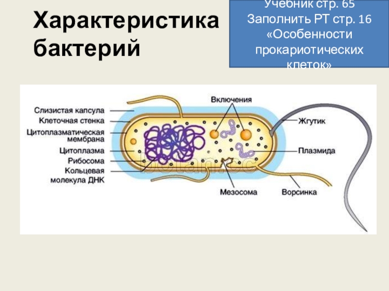 Примитивные организмы. Примитивные организмы бактерии. Примитивные это в биологии. Строение примитивных организмов. Примитивные организмы 9 класс биология.