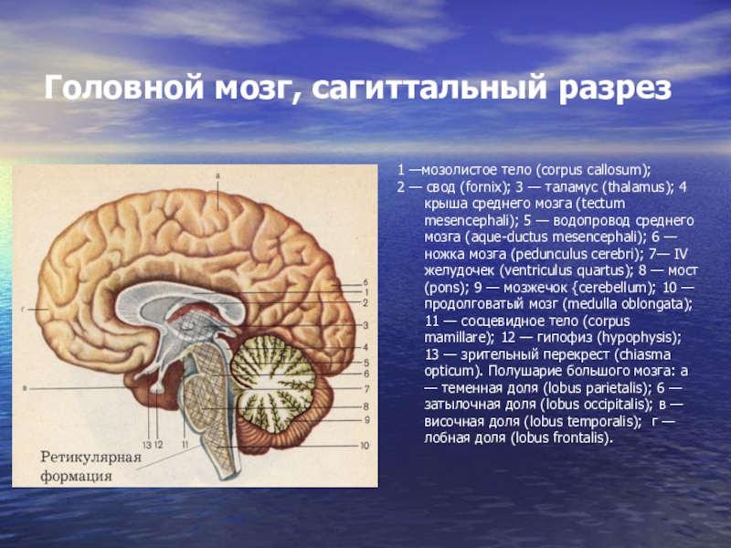 Ноги мозг голова. Головной мозг Corpus callosum. Мозолистое тело головного мозга. Ствол головного мозга Сагиттальный разрез. Сагиттальный срез ствола мозга.