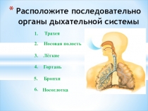 Презентация по биологии на тему Газообмен в легких и тканях человека (8 класс)