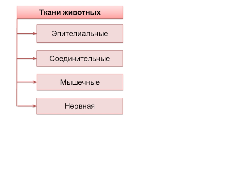 Ткани животныхЭпителиальныеСоединительныеМышечныеНервная