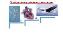 Презентация урока по биологии для 6 класса на тему Движение живых организмов