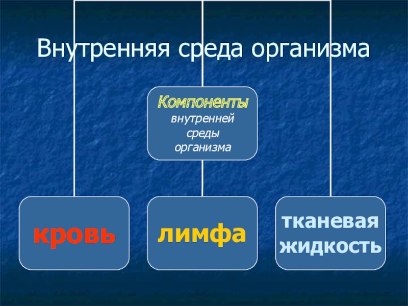 Презентация урока биологии Внутренняя среда организма