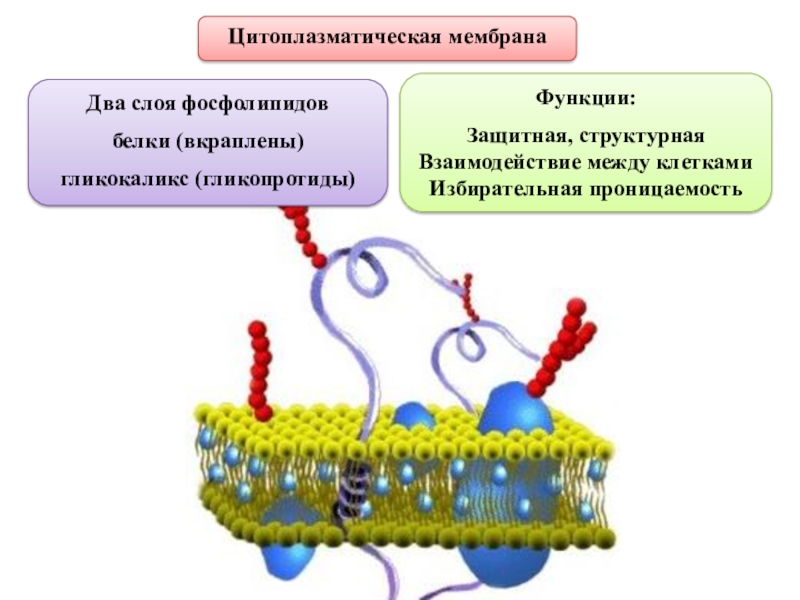 Функции мембраны клетки. Цитоплазматическая мембрана строение и функции. Строение цитоплазматической мембраны клетки. Функции наружной цитоплазматической мембраны клетки. Строение наружной цитоплазматической мембраны.