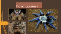 Презентация Паук-тарантул. ученика 3Д класса Лемко Алексея