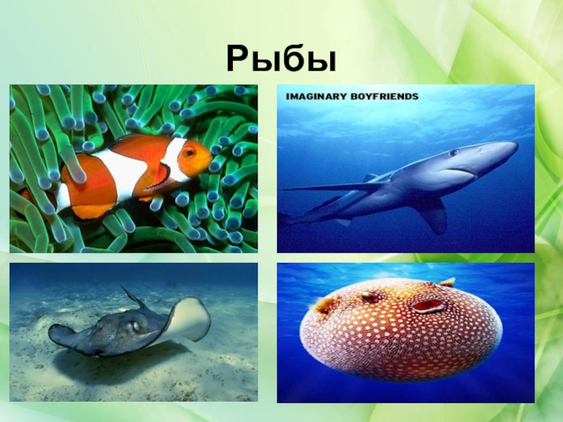 Царство животные рыбы. Разнообразие животных рыбы. Группа животных рыбы. Рыбы окружающий мир. Рыбы 2 класс.