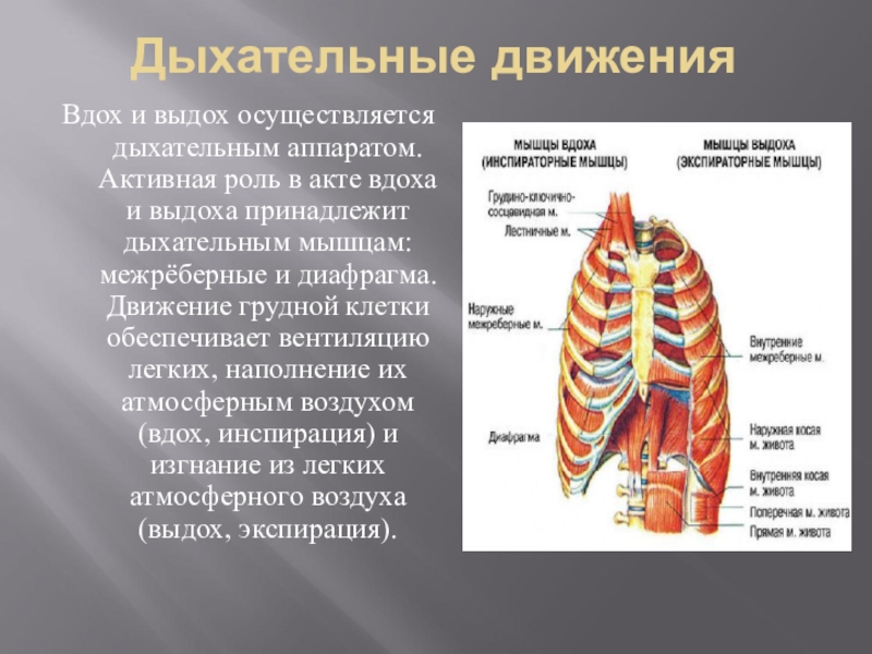 На рисунке изображены вдох и выдох человека определите