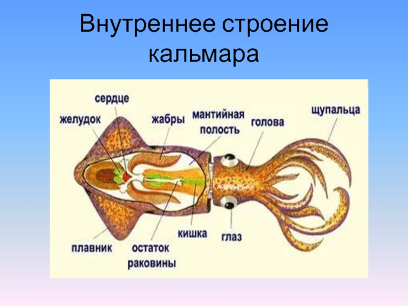 Презентация по биологии 7 класс моллюски класс головоногие