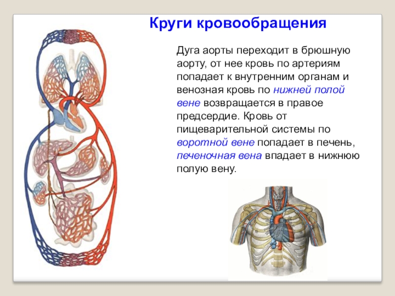 Сердце презентация 8 класс биология