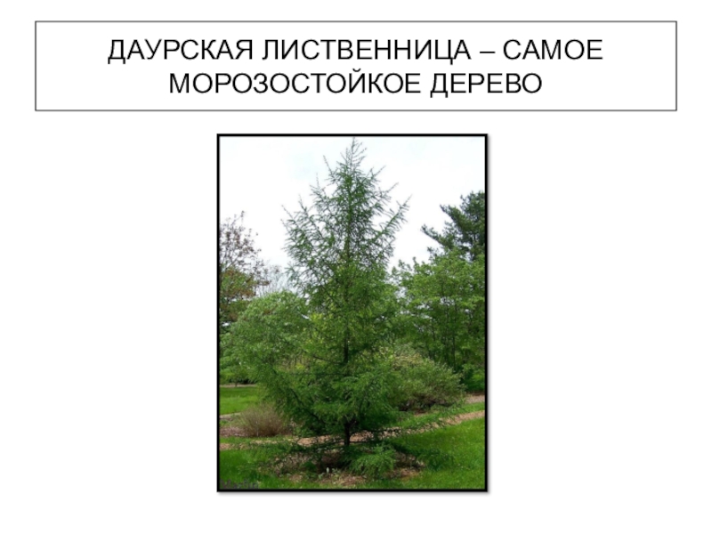 Самой холодостойкой хвойной породой является. Лиственница Даурская. Лиственница Сибирская и Даурская. Лиственница Челябинск. Лиственница Даурская описание.