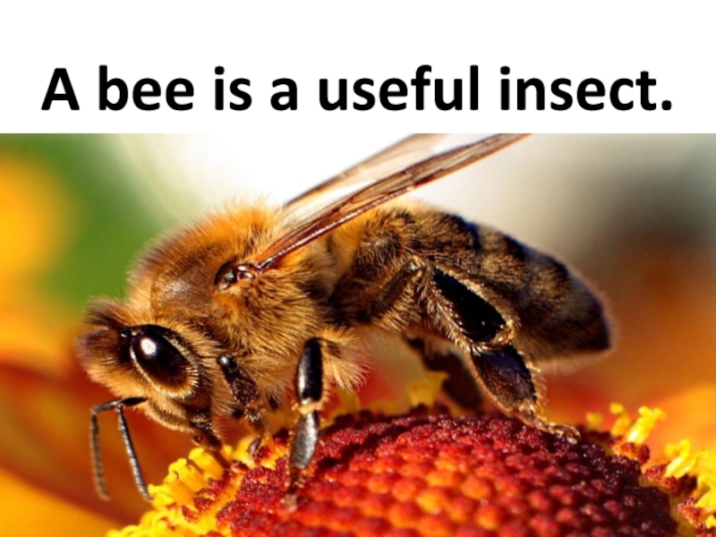 A bee is a useful insect.