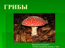 Презентация по окружающему миру Грибы