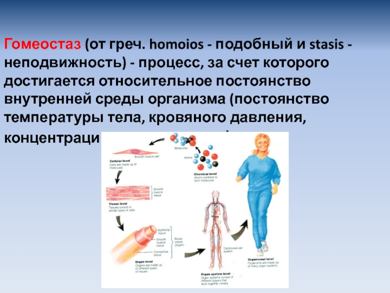 Презентация на тему нейрогуморальная регуляция 6 класс