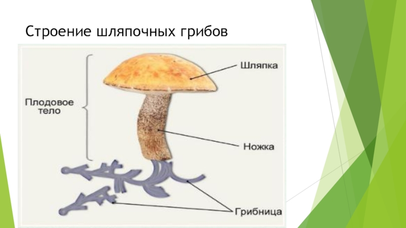 Могут формировать плодовые тела грибы или растения. Грибы строение шляпочных грибов. Строение гриба 7 класс. Строение грибов 7 класс биология. Шляпочные грибы биология.