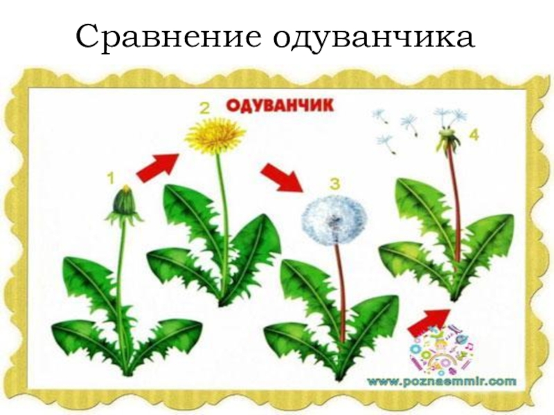 Сравнение одуванчика литературное чтение 2 класс. Этапы развития одуванчика. Развитие одуванчика схема. Одуванчик для детей. Одуванчик стадии развития.