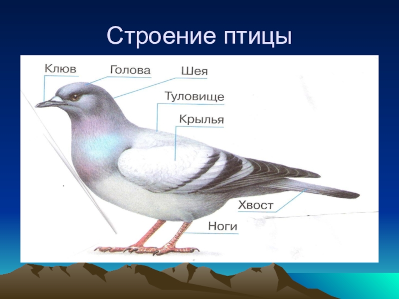 Окружающий мир 1 класс тема птицы презентация