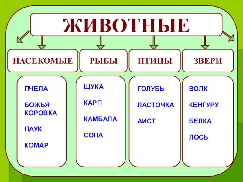 Группы животных презентация