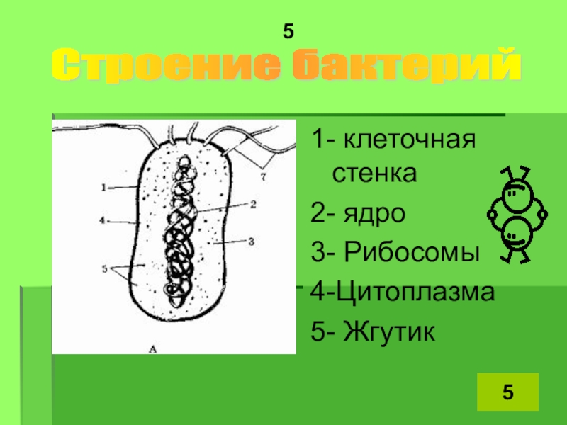 В клетках бактерий есть ядро