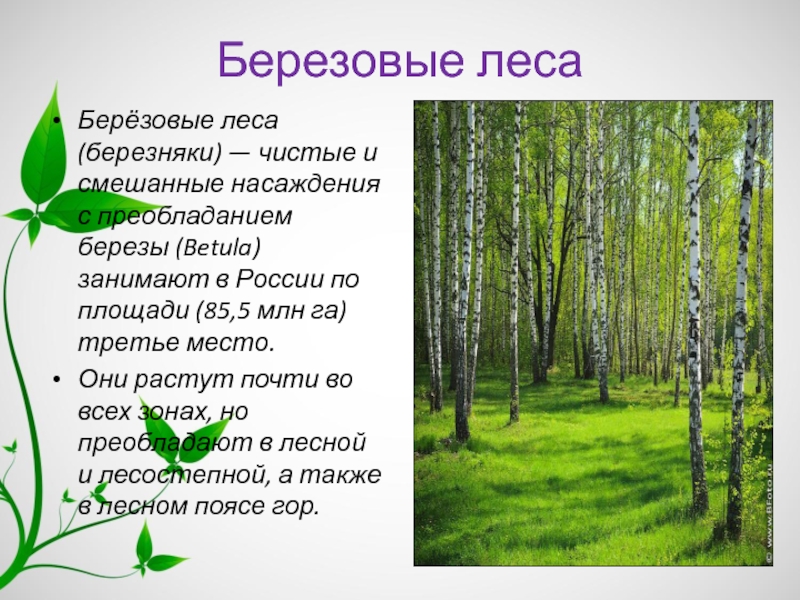 Край лесной текст. Лес для презентации. Растения растущие в Березовом лесу. Описание березового леса. Сообщение о Березовом лесу.