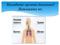 Презентация по окр. миру на тему: Умей предупреждать болезни