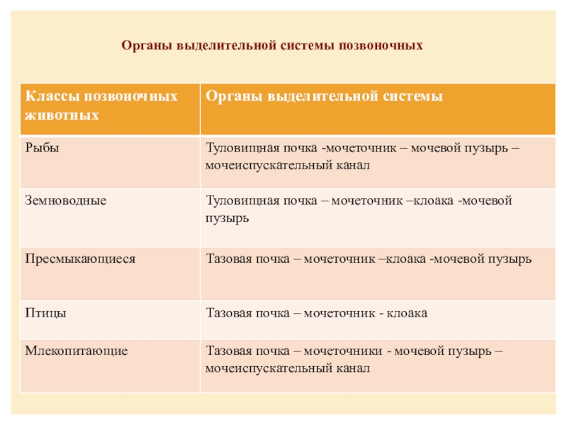 Эволюция выделительной системы у животных презентация