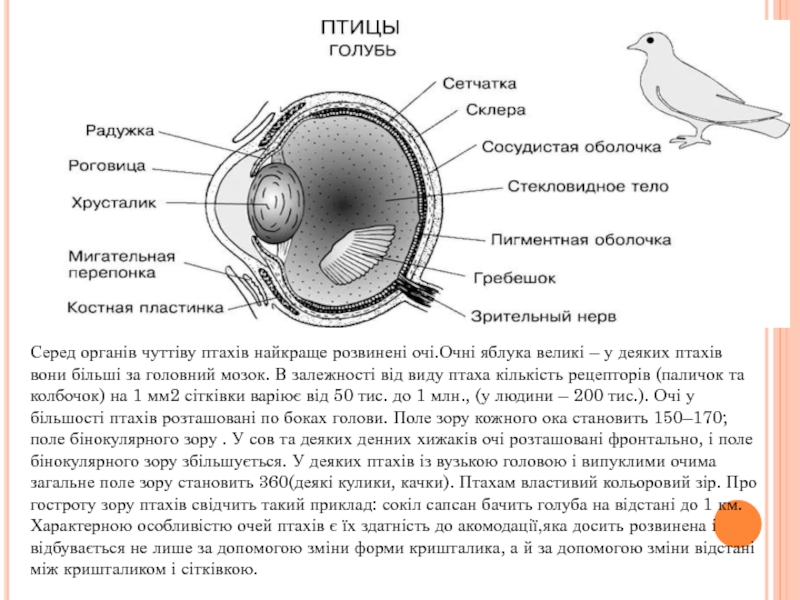 Презентация зрение птиц