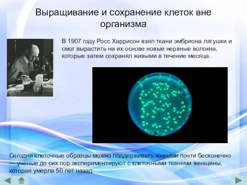 Вне орган. Первые клетки выращенные вне тела. Выращивание и сохранение клеток вне организма. 1907 Год в биологии. Открытие по биологии 20 века.