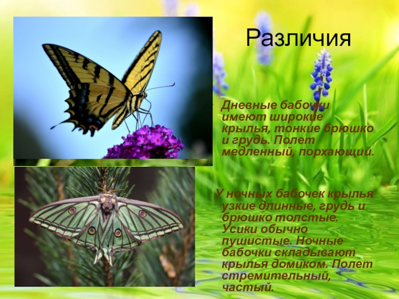 Сходства и различия бабочек 2 класс. Различия бабочек. Дневные и ночные бабочки. Сообщение о бабочке. Дневные и ночные бабочки отличия.
