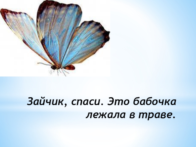 Зайчик, спаси. Это бабочка лежала в траве.