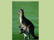 Презентация по окружающему миру на тему Как живут животные