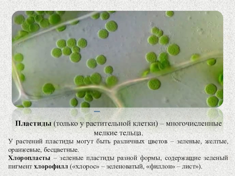 Многочисленные мелкие тельца. Пластиды только у растений. Зеленые тельца клеток растений. Пластиды растительной клетки. Зелёные тельца клеток растений пластиды называются.
