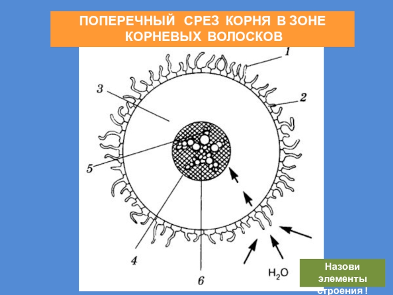 На рисунке изображено микроскопическое строение корня в какой из зон был сделан срез 1 всасывания