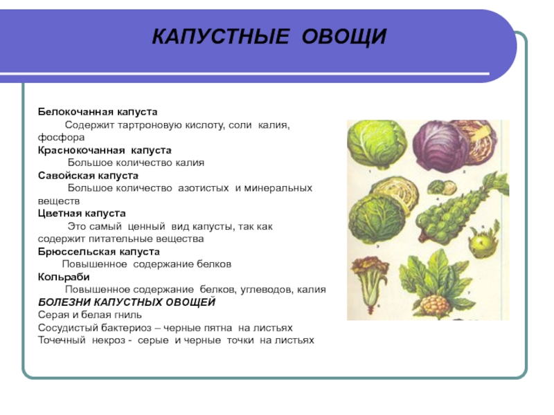 Обработка капустных овощей. Виды капустных овощей. Перечислите капустные овощи. Определите вид капустных овощей.