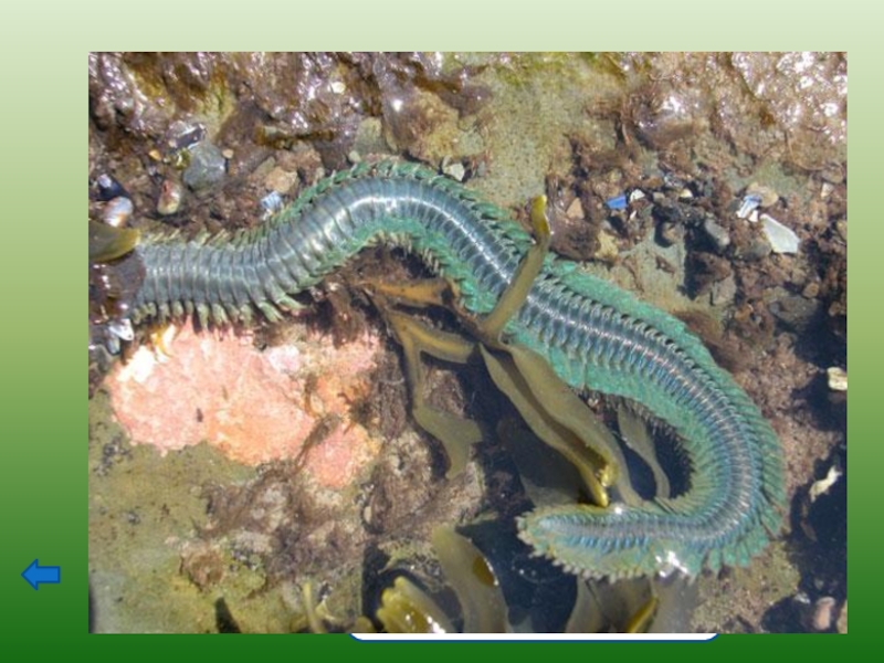 Морской червь размер. Многощетинковые черви нереис. Зеленый нереис кольчатый червь.