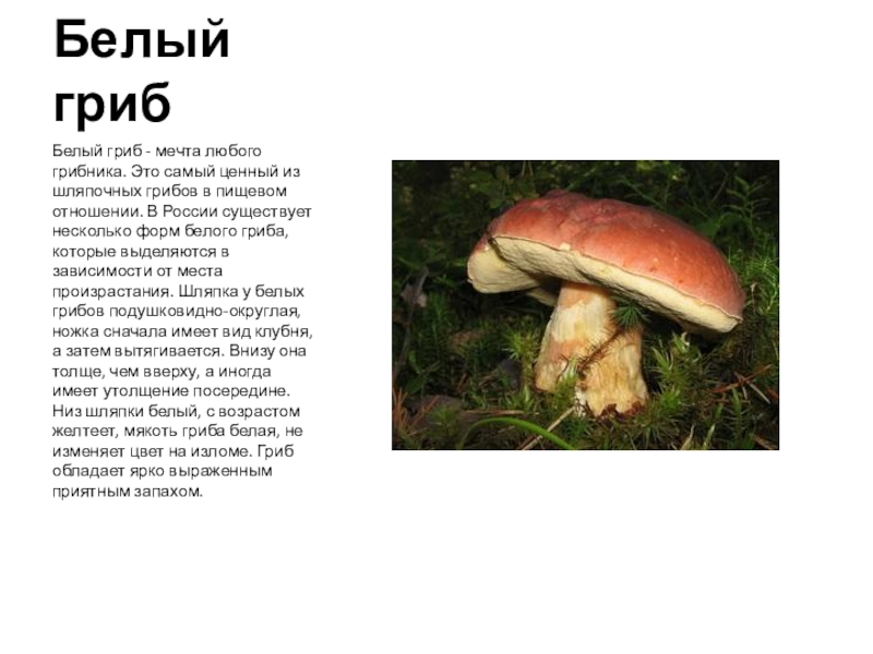 Белый грибБелый гриб - мечта любого грибника. Это самый ценный из шляпочных грибов в пищевом отношении. В