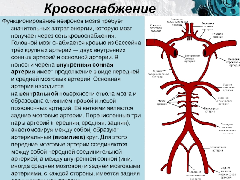 Бассейны мозговых артерий схема