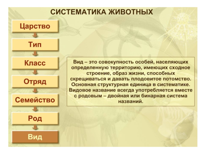 Презентация про животных 7 класс по биологии