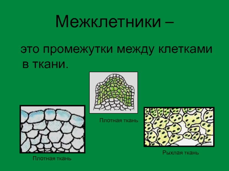 Между клеточными. РЕКСИГЕННЫЕ межклетники. Строение межклетники ткани. Промежуток между клетками.. Межклетники растений.