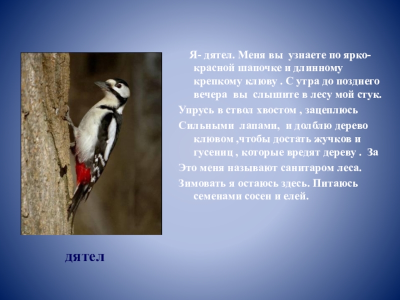 Прочитайте описание некоторых видов дятлов. Рассказ про дятла. Птица дятел описание. Дятел характеристика. Дятел описание для детей.