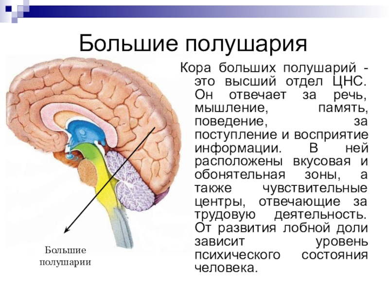 Структура и функции больших полушарий. Функции больших полушарий головного мозга 8 класс биология. Функции мозжечка и больших полушарий головного мозга. Строение и функции головного мозга полушария большого мозга.