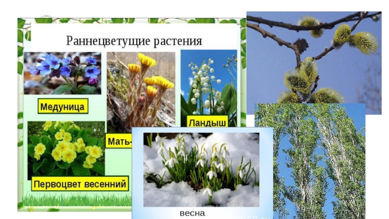 Какие происходят изменения в жизни растений весной. Раннецветущие растения весной. Раннецветущие растения весной 2. Ранне цветущее растения. Название раннецветущих растений.