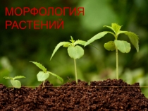 Морфология растений