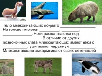 Презентация по биологии на тему Внутреннее строение представителей Класса Млекопитающие